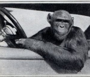 В Ульяновской области 20% ДТП происходит по вине водителей-новичков