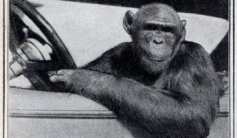 В Ульяновской области 20% ДТП происходит по вине водителей-новичков