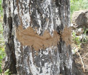 Трое граждан пытались спилить дерево