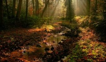 Все чаще теряются грибники