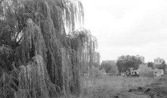 Парк – под экскаватор