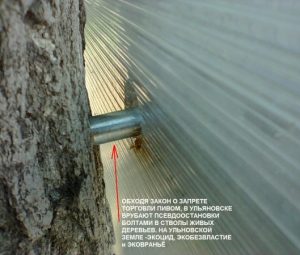 Предприниматель Куманяев больше не будет губить деревья на проспекте Сурова