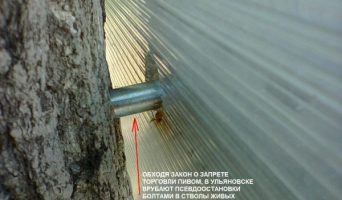 Предприниматель Куманяев больше не будет губить деревья на проспекте Сурова