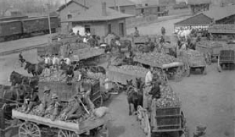 Рекордная урожайность свеклы – 315,5 ц/га