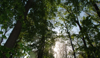 Карлинской роще сделают центр отдыха