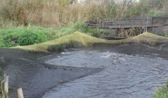 В Волгу выпустили 600 кг рыбы