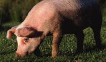 Внутрирегиональные продажи свинины в Ульяновской области сократились на 25%