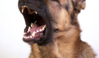 Житель Ульяновска, выгуливавший собаку, помог задержать насильников