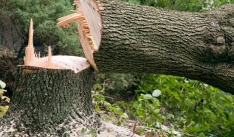 Вырубка деревьев в парке возле «Авиастара» оказалась законной