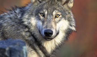 Что охраняет, тем и богат