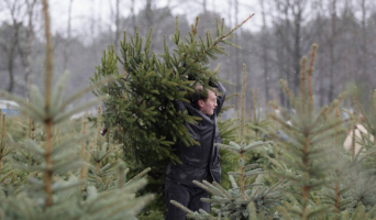 Житель Ульяновска пытался вывезти в Самару зараженные вредителем ели