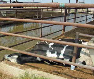 69 коров умерли в Ульяновском хозяйстве из-за просроченных кормов