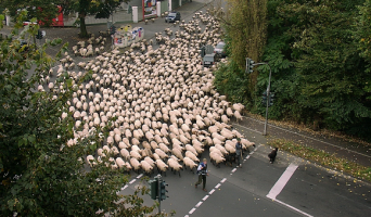 Приставы заставили ликвидировать стадо баранов