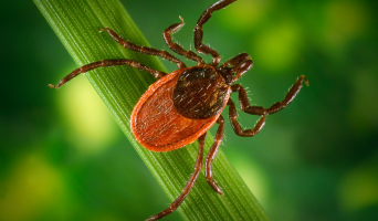 В Ульяновской области от укусов клещей пострадали более полсотни человек