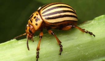 Средство от колорадского жука