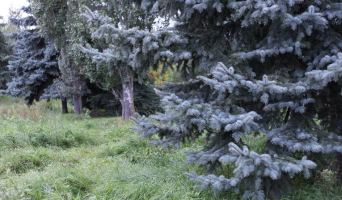 Прокуроры считают незаконным перенос деревьев со стройки отеля “Мариотт” в Ульяновске